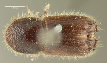 Media type: image; Entomology 1026   Aspect: habitus dorsal view